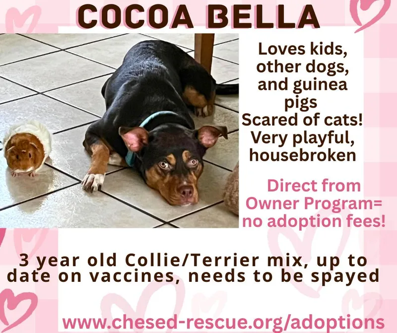 Cocoa Bella thumbnail 2