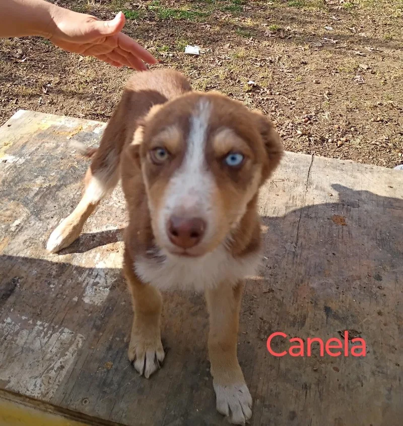Canela