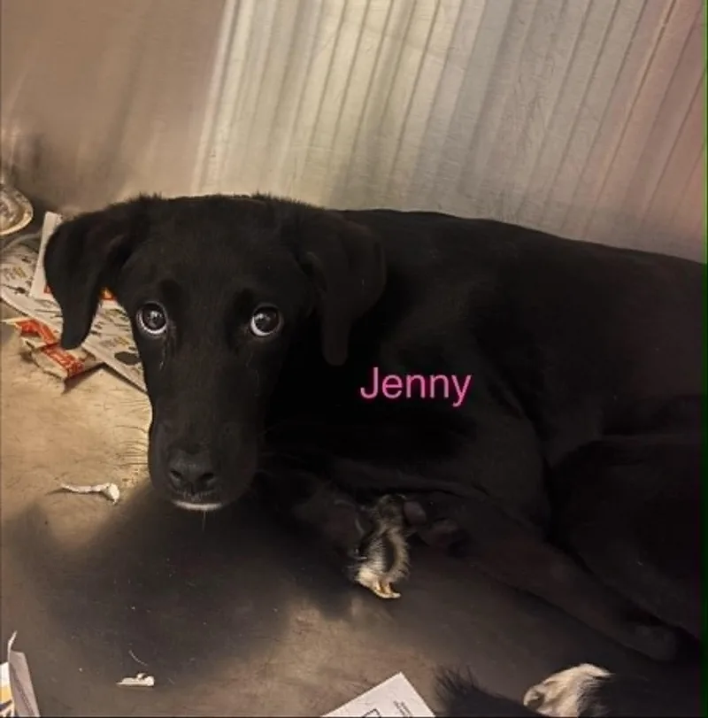 Jenny