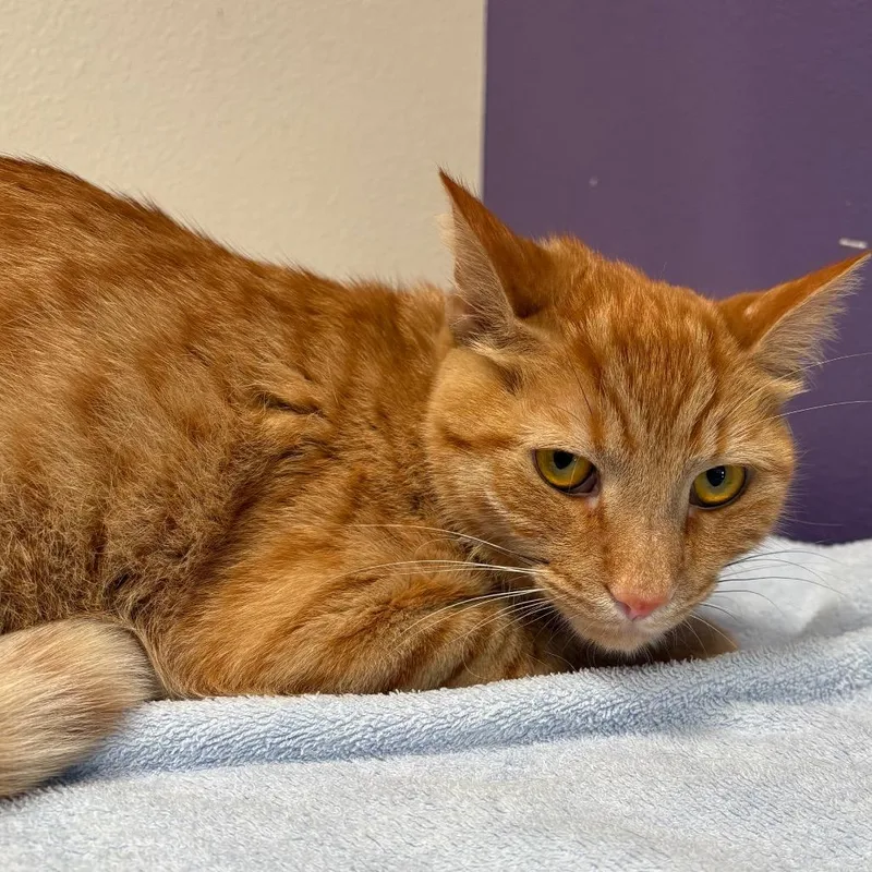 An adult medium-sized male Orange / Red Domestic Short Hair cat named Ode for adoption in Englewood, FL