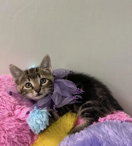 A baby medium-sized female Manx cat named Bobbie Mae for adoption in Picayune, MS