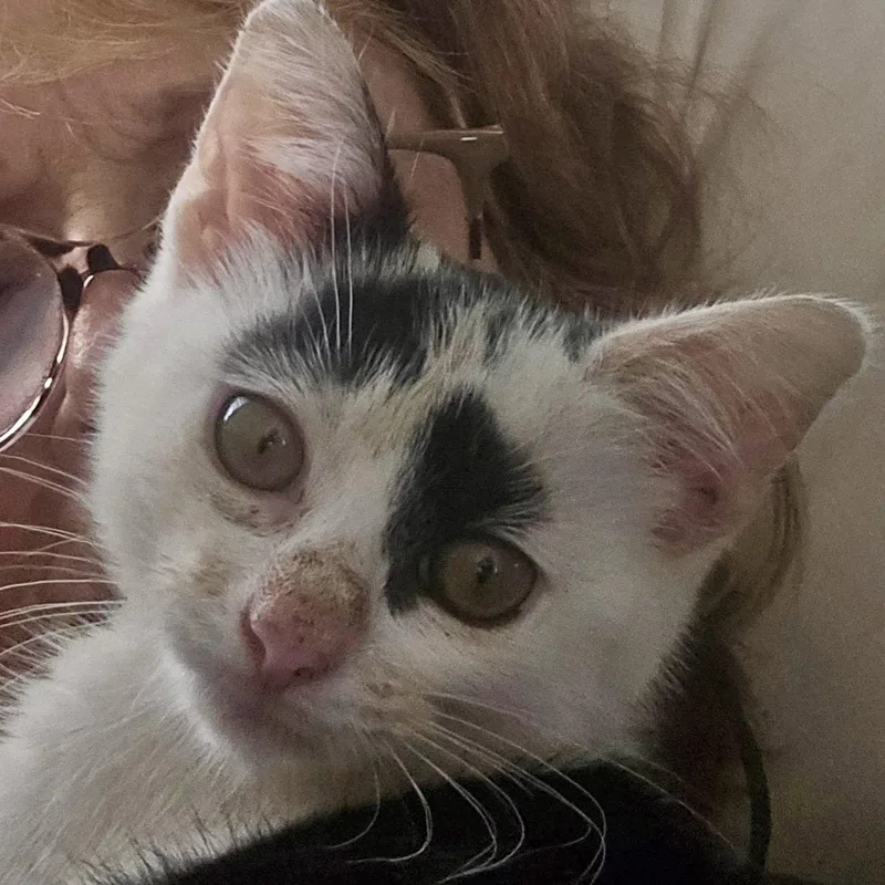 A young medium-sized female Black & White / Tuxedo Domestic Short Hair cat named Dolly for adoption in Flushing, NY