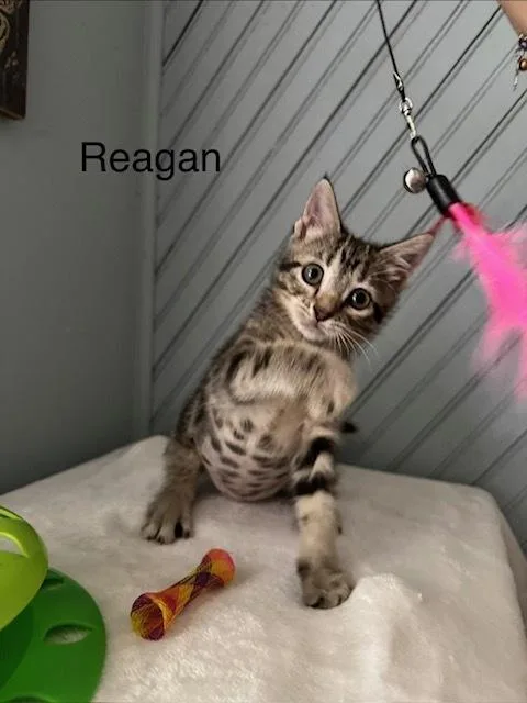 A baby small-sized female Domestic Short Hair cat named Reagan for adoption in Groveland, MA