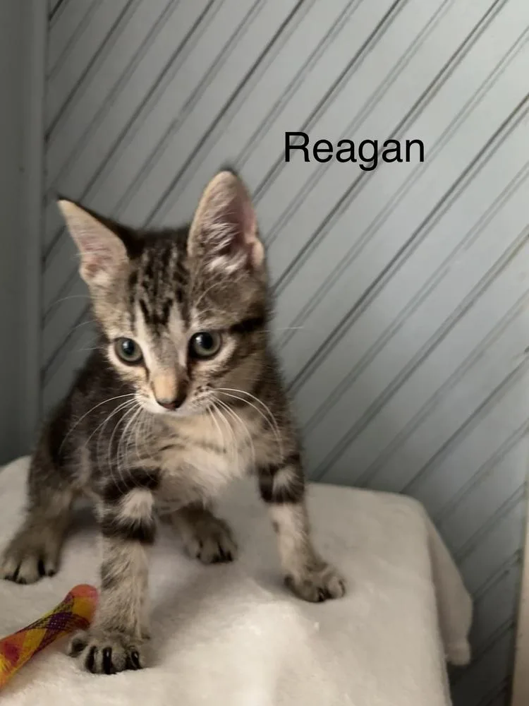 Reagan thumbnail 2
