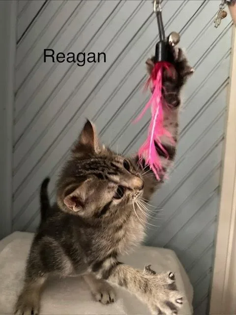 Reagan thumbnail 3