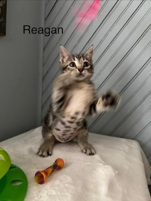 Reagan thumbnail 4