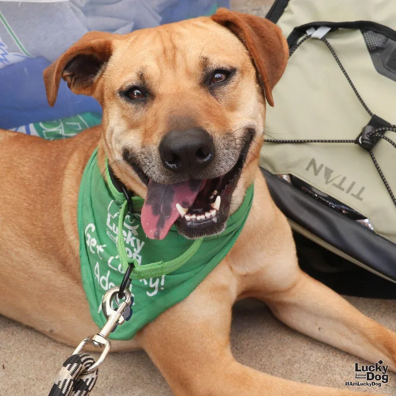 A young large-sized female Labrador Retriever dog named Myrtle for adoption in Washington, DC