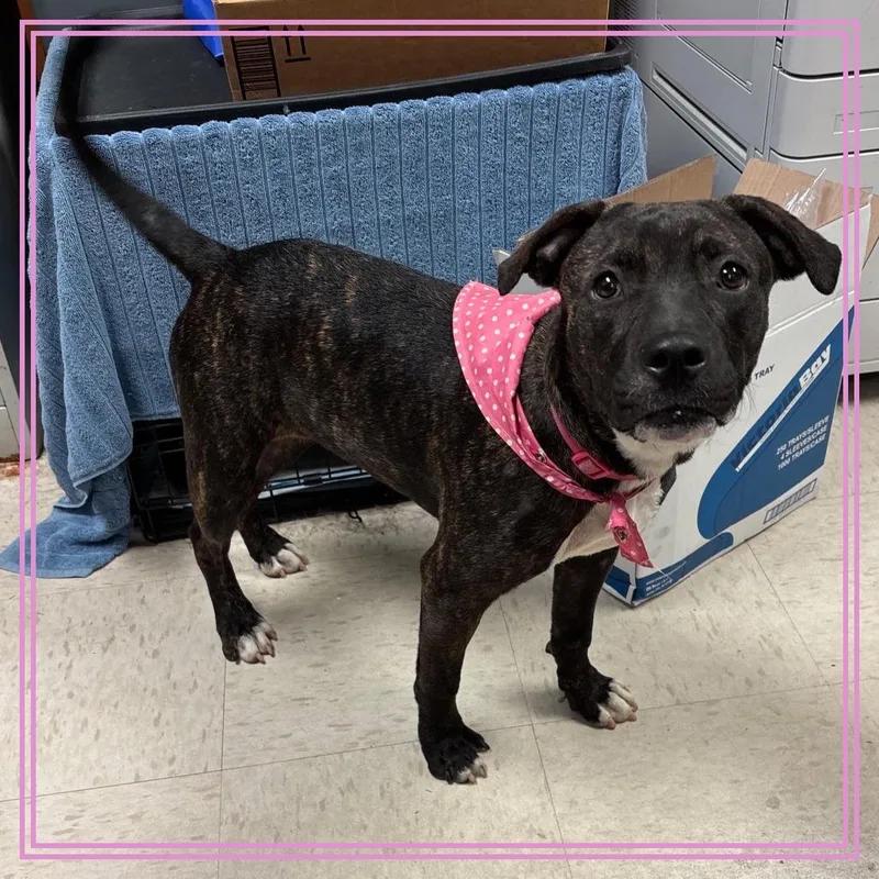 A young medium-sized female Brindle Mixed Breed dog named Hallie for adoption in Austin, TX