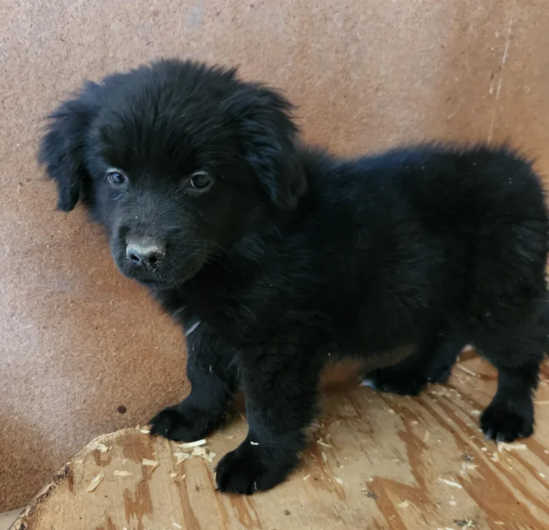 A baby medium-sized female Black Australian Shepherd dog named Penny for adoption in Liberty Center, OH