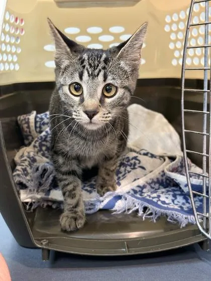 A baby small-sized female Domestic Short Hair cat named Yuki for adoption in Memphis, TN