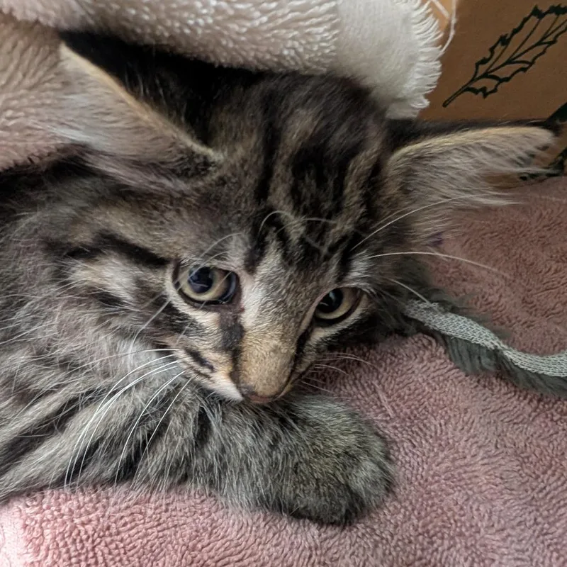 A baby small-sized female Brown / Chocolate Domestic Long Hair cat named Chi for adoption in Sonoma, CA