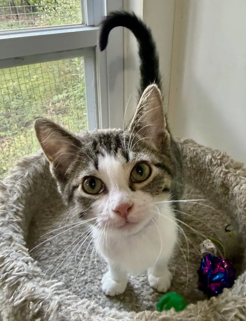 A baby small-sized female White Domestic Short Hair cat named Willadeene for adoption in Ashland, OH