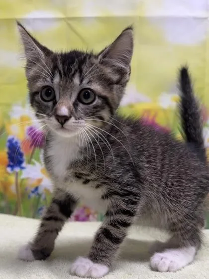 A young small-sized male Domestic Short Hair cat named Remus for adoption in San Antonio, TX