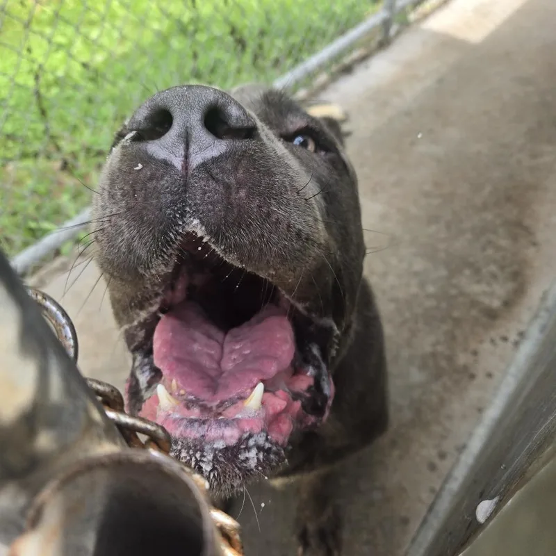 An adult extra large-sized male Gray / Blue / Silver Cane Corso dog named Zeus for adoption in Tawas City, MI