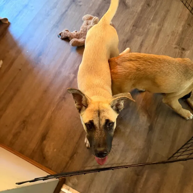 A baby medium-sized female Yellow / Tan / Blond / Fawn Mixed Breed dog named Tegan for adoption in Buffalo, MN