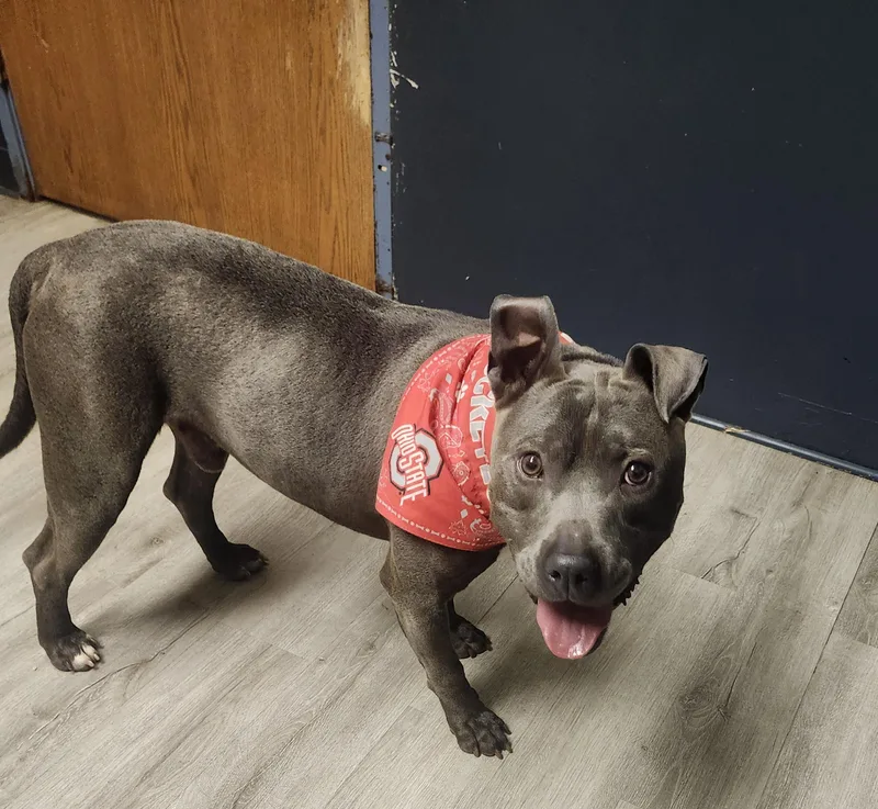 An adult large-sized male Gray / Blue / Silver Pit Bull Terrier dog named Horton for adoption in Mansfield, OH