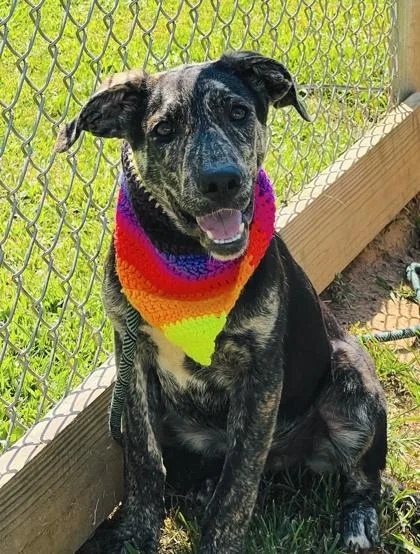 A baby medium-sized male Labrador Retriever dog named Frito $ for adoption in Seneca, SC