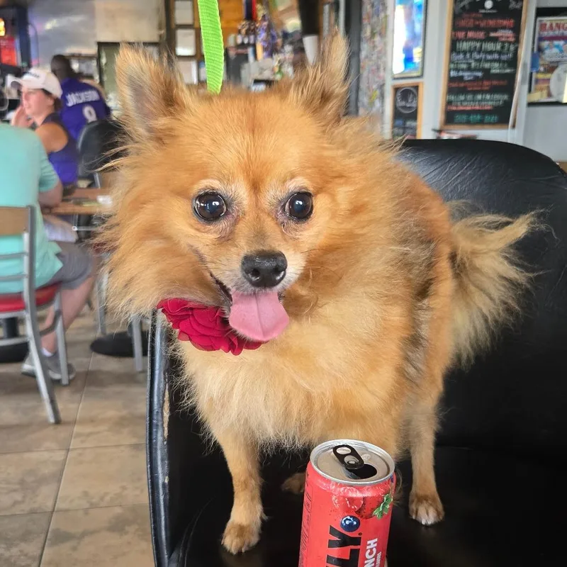 An adult small-sized female Yellow / Tan / Blond / Fawn Pomeranian dog named Willa for adoption in Bessemer, AL