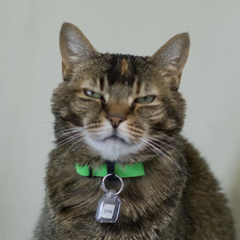 A senior large-sized female Brown / Chocolate Domestic Short Hair cat named Syra for adoption in Lakewood, CO