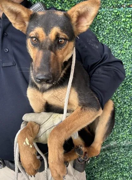 A young small-sized female Black Shepherd dog named Hazelnut for adoption in El Paso, TX