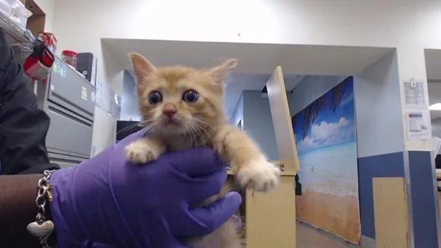 A baby small-sized female Domestic Short Hair cat named Zia for adoption in Miami, FL