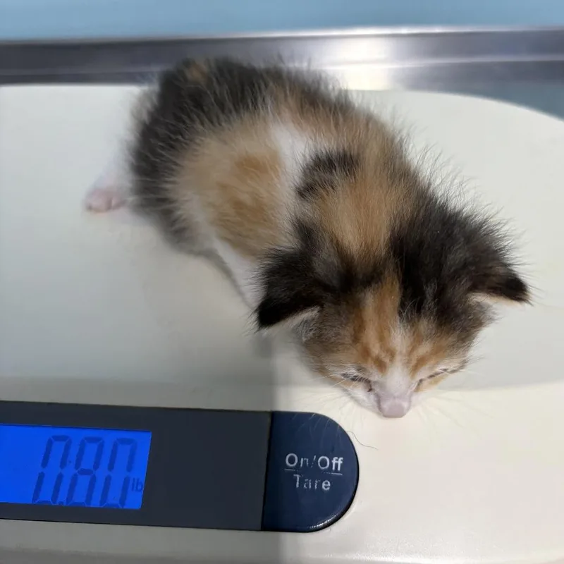 A baby small-sized female Calico Domestic Short Hair cat named Minx for adoption in Jefferson city, TN