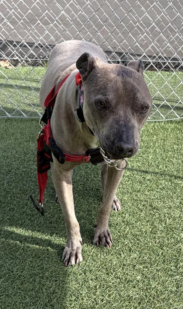 A senior medium-sized male Whippet dog named Androcan for adoption in Vallejo, CA