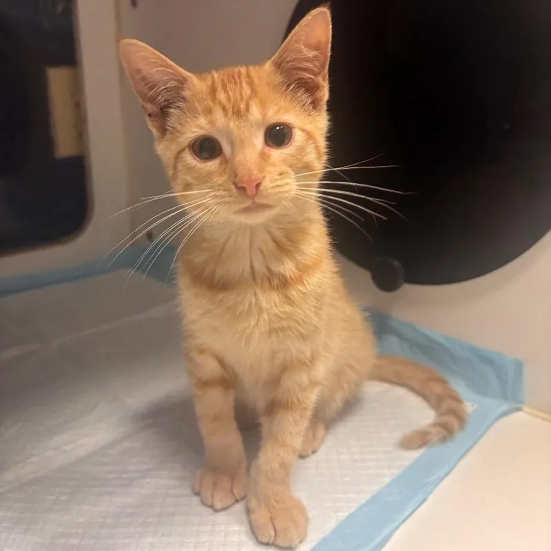 A baby small-sized male Orange / Red Domestic Short Hair cat named JackOLantern for adoption in Shawnee, KS
