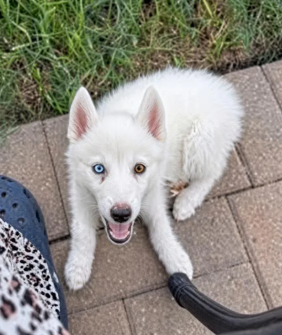 A baby small-sized male White / Cream Pomeranian dog named Koda for adoption in Manvel, TX