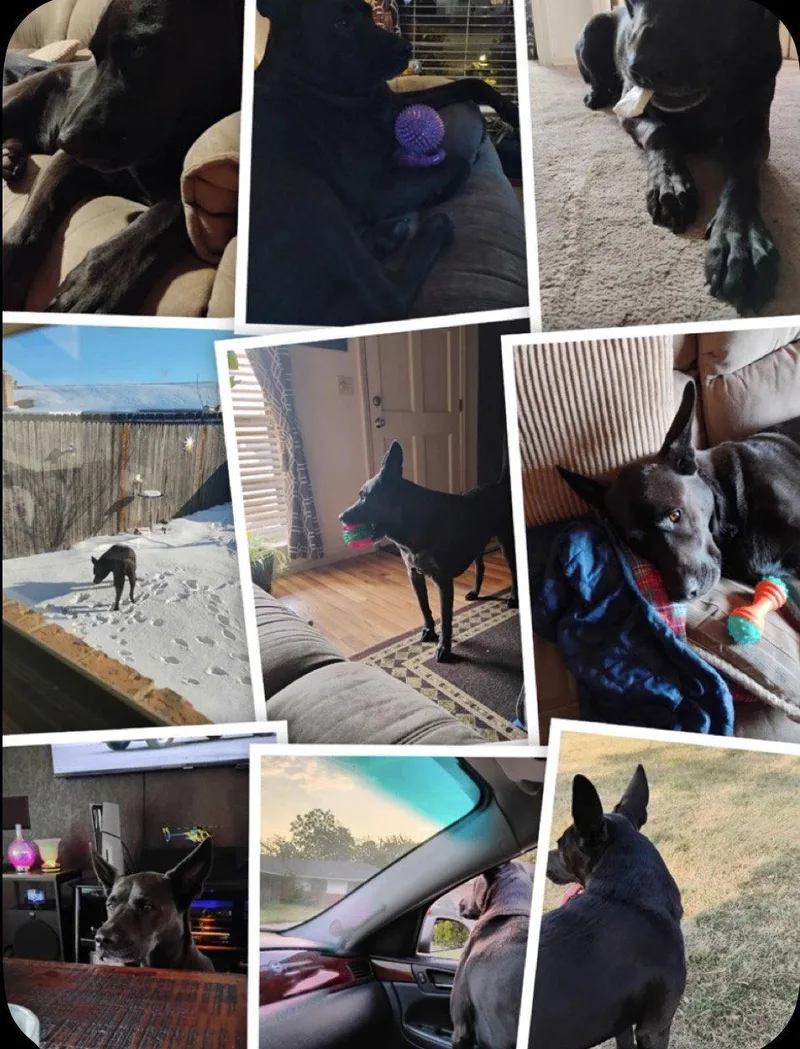 An adult large-sized female Shepherd dog named Rizzy for adoption in Prague, OK