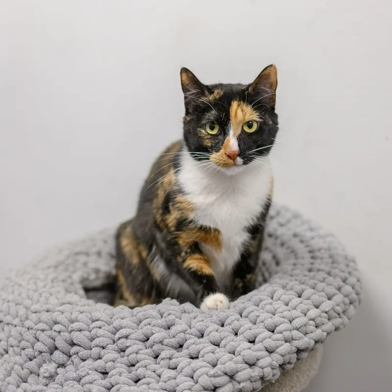 A young medium-sized female Tortoiseshell cat named Barb for adoption in Hamilton, NJ