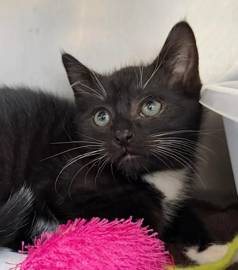 A baby medium-sized male Domestic Short Hair cat named James Bond for adoption in Pomona, NY