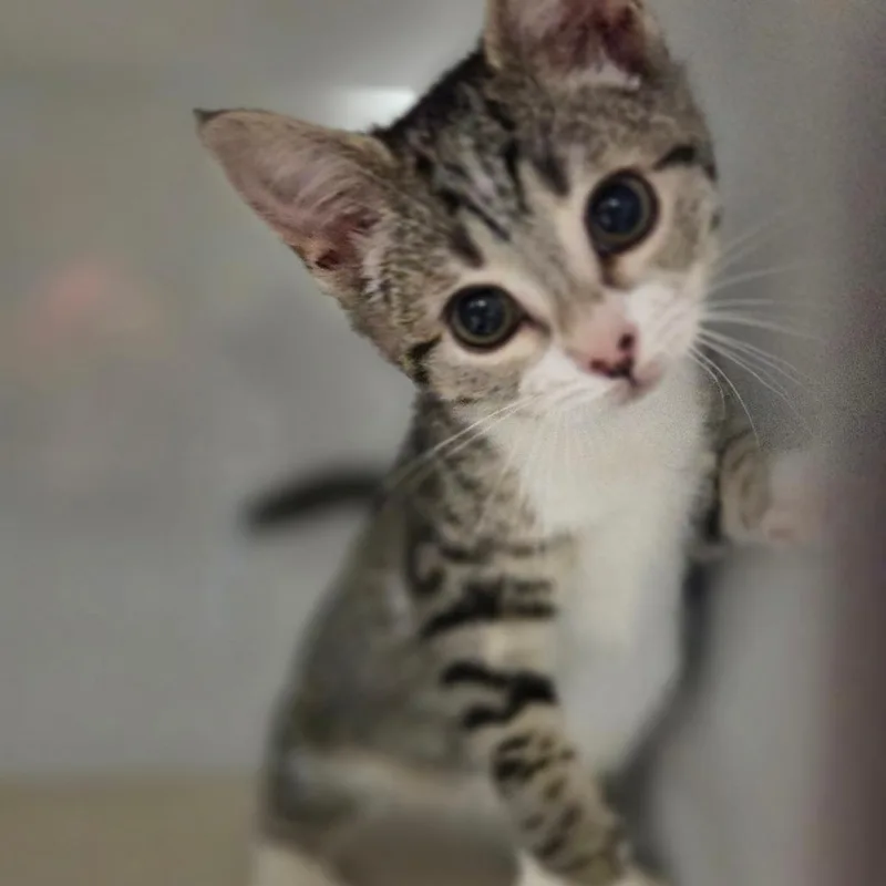 A baby small-sized female Brown / Chocolate Domestic Short Hair cat named Rocky Road for adoption in Pawling, NY