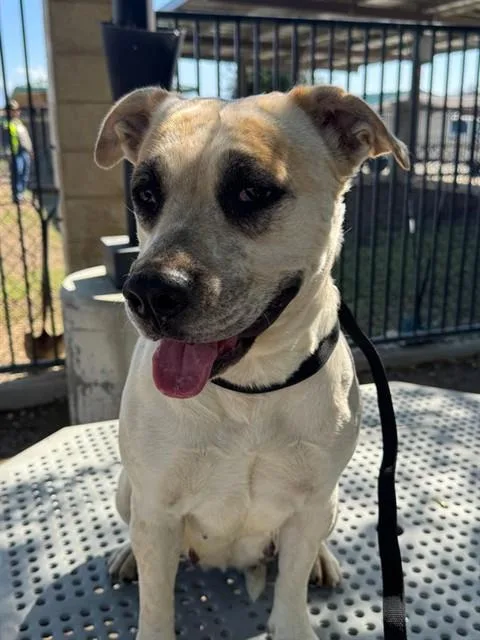 A young large-sized female Mastiff dog named Crunch for adoption in Riverside, CA