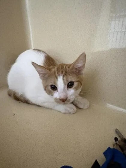 A baby medium-sized female Domestic Short Hair cat named Trinket for adoption in Pequot Lakes, MN