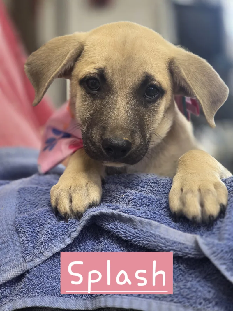 A baby large-sized female German Shepherd Dog dog named Splash for adoption in Walthill, NE