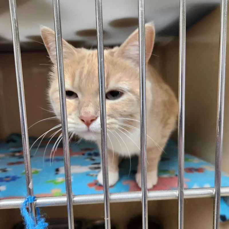 Princess Peach thumbnail 2