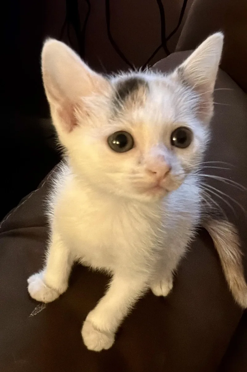 A baby small-sized female Domestic Short Hair cat named Kiwi for adoption in Sanford, NC