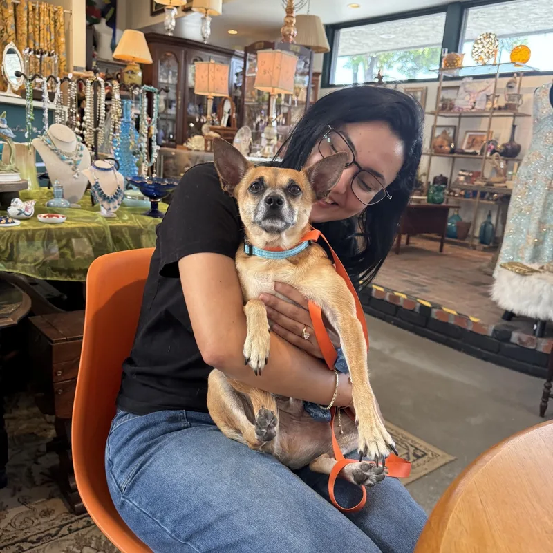 A young small-sized male Apricot / Beige Chihuahua dog named Andy for adoption in Glendale, CA