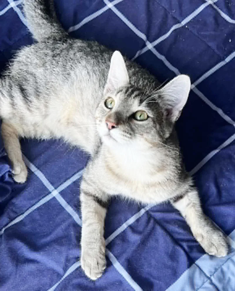 A young small-sized male Tabby (Brown / Chocolate) Bengal cat named Fox is FANTASTIC  for adoption in Bedford Hills, NY