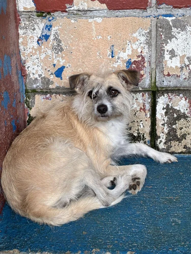 A young medium-sized female Terrier dog named Munchkin for adoption in Marietta, GA
