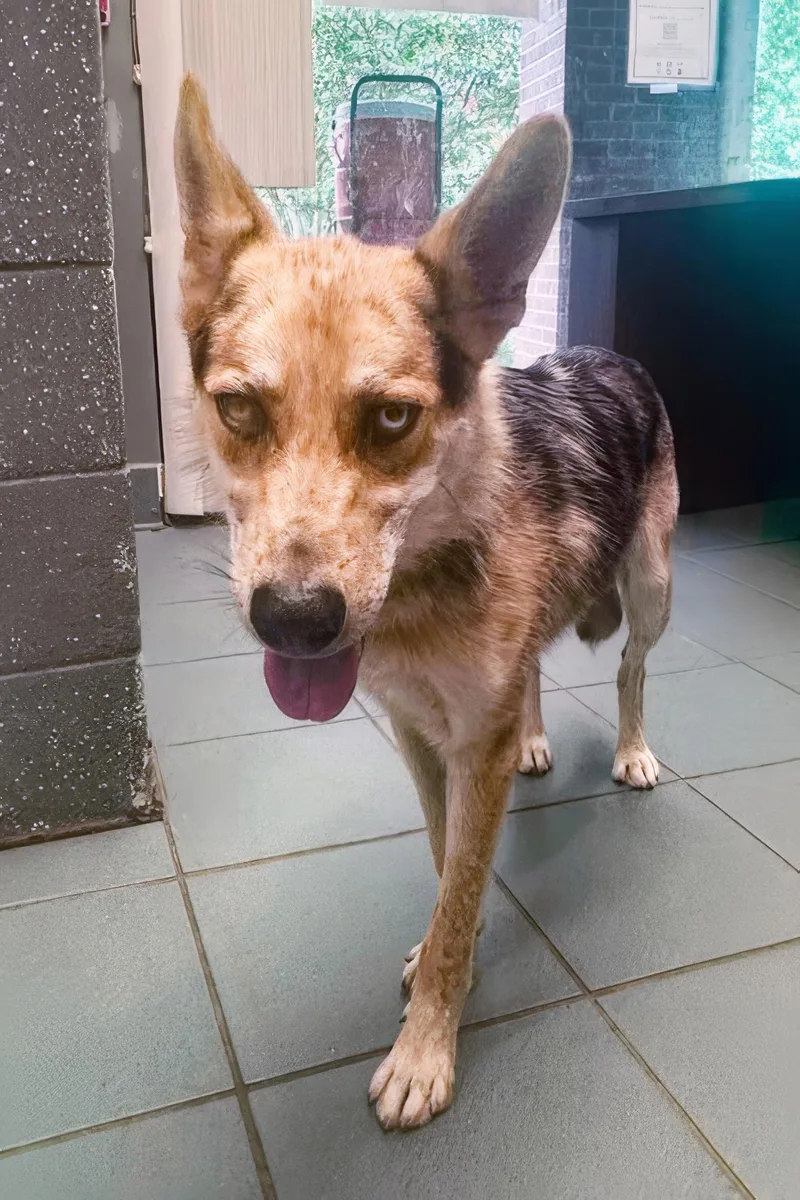 Dingo Dan