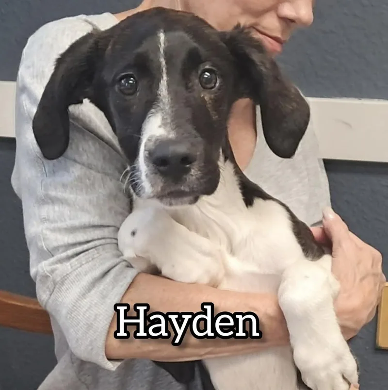 A baby medium-sized male White / Cream Hound dog named Hayden for adoption in Hollister, MO