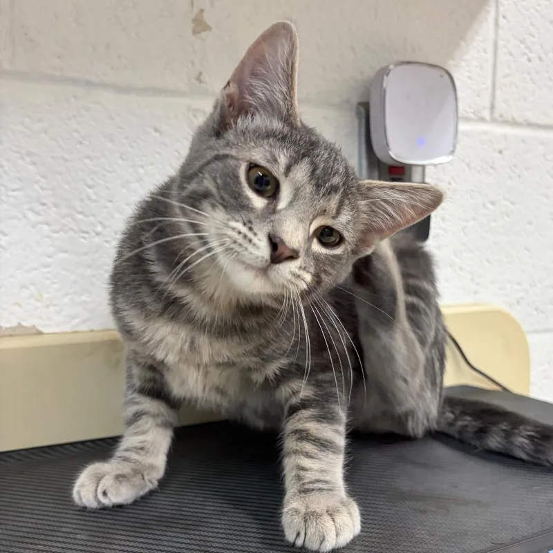 A baby small-sized male Gray / Blue / Silver Domestic Short Hair cat named Duke for adoption in Ardmore, OK