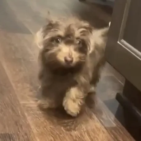 A baby small-sized female Brown / Chocolate Dachshund (Miniature Long Haired) dog named Dory for adoption in Brockport, NY