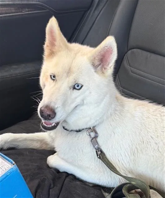 A young large-sized female Husky dog named Susie for adoption in Dallas, TX