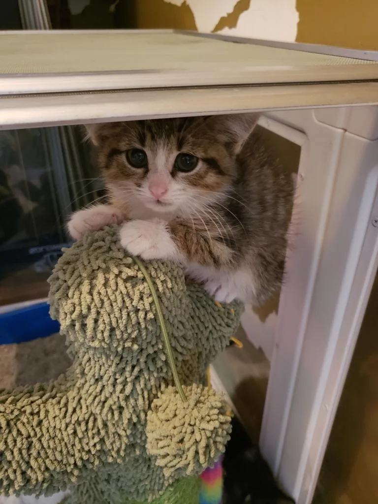 A baby small-sized male Domestic Short Hair cat named Ziggy for adoption in LIberty, NY