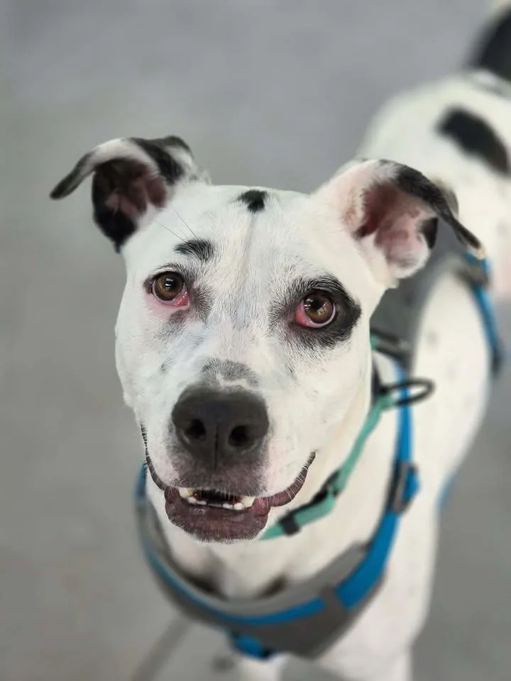 A young medium-sized female Dalmatian dog named Riley for adoption in Plover, WI