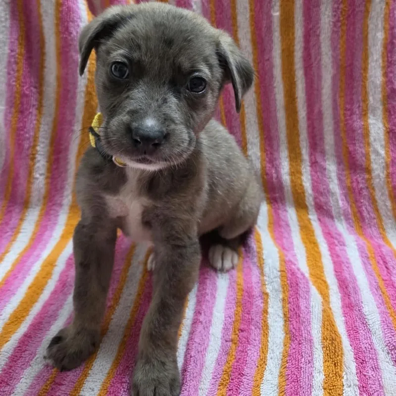 A baby medium-sized male White / Cream Australian Shepherd dog named Tumeric for adoption in Olathe, KS