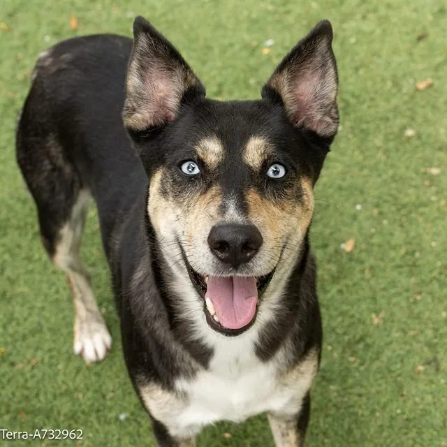 A young medium-sized female Australian Cattle Dog / Blue Heeler dog named Terra for adoption in Sacramento, CA